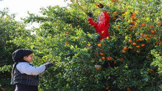 Adanada mandalina hasadı sürüyor: Dalında fiyat 17-18 lira