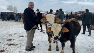 Ağrı Hayvan Pazarında dondurucu soğuk çileye dönüştü