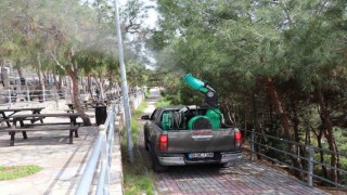 Alanya Belediyesi çam kese böceğine önlem aldı