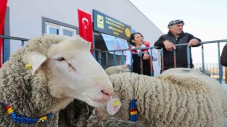 Aliağa Belediyesinden üreticilere koç desteği