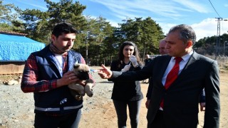 Amanos Dağlarına yaban ve sokak hayvanları için yem bırakıldı