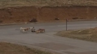 Ankarada başıboş köpekler yere yatırdıkları vatandaşı defalarca ısırdı