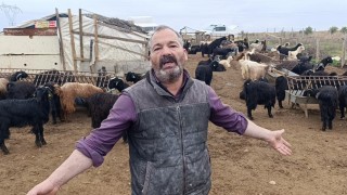Antalyada sokak köpekleri 25 keçiyi telef etti