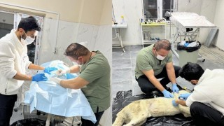 Araba çarpan köpeğe belediyeden yardım eli
