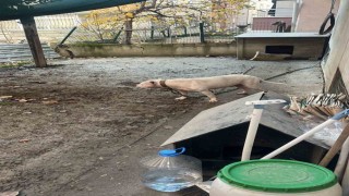 Avcılarda ağızlıksız gezdirilen pitbull köpek kediyi parçaladı, sahibi gözaltına alındı