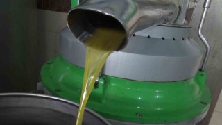 Aydında zeytinin yağa dönüşüm yolculuğu başladı