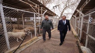 Ayvalık Belediyesi sokaktaki can dostların da yanında