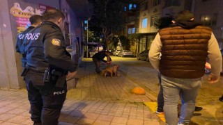 Bandırmada elinden kurtulan pitbull sokak köpeğine saldırdı