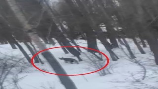 Bayburtta karlı ve ağaçlık arazide vaşak görüldü