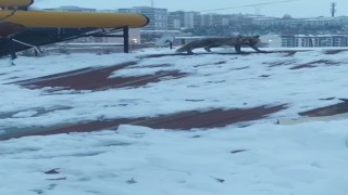 Bayburtta yiyecek arayan tilki bir evin çatısında görüldü
