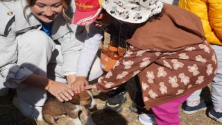 Bilecikte 234 kedi ve köpek sahiplendirildi