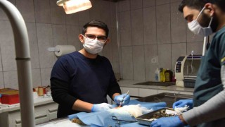 Bilecikte 3 köpeğe sezaryen operasyonu gerçekleştirildi