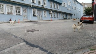 Bilecikte başıboş köpekler yüzünden vatandaşlar sokağa çıkamıyor