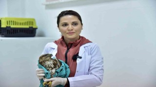 Bitkin halde bulunan şahin tedavi edilerek doğaya salındı