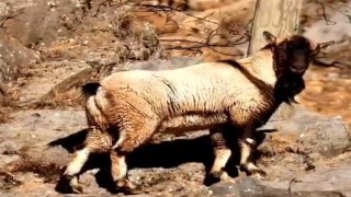 Boynuzsuz erkek yaban keçisi şaşırttı