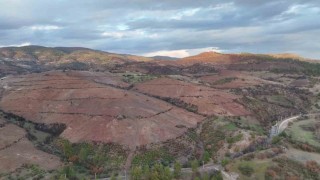 Bursada ormanlar küllerinden doğuyor