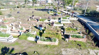 Büyük Manavgat yangınında küle dönen mezarlığın ağaçları yeniden yeşerecek