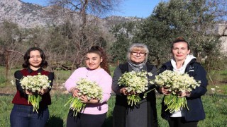 Büyükşehirden kadın üreticilere mis kokulu destek