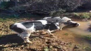 Çamura saplanarak derede mahsur kalan inek, iş makinesiyle kurtarıldı