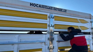 Çavdarhisarda kaçak ve belgesiz hayvan hareketleri kontrolü