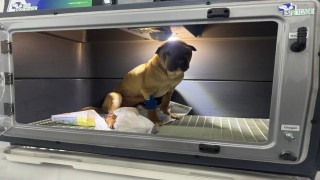 Cins köpeğin rahminden 1,5 kilogramlık iltihap çıkartıldı