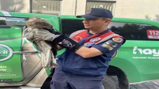 Çorumda jandarma kaçak avcılara göz açtırmadı