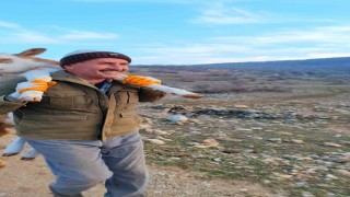 Dağda doğan buzağıyı 5 kilometre sırtta taşıyarak eve getirildiler