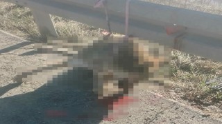Demir bariyere iple asılı halde telef olmuş kurt bulundu