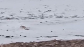 Diyadinde aç kurt köpeği parçalayıp yedi