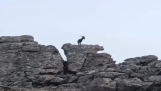 Diyarbakırda dağ keçileri görüldü