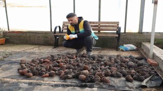 Doğada toplanan kozalaklardan fidan üretiliyor