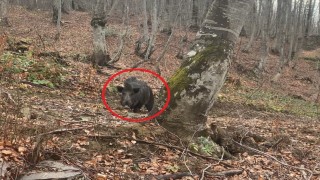 Domuz avında korku dolu anlar
