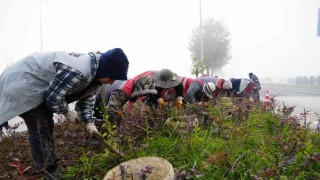 Düzcede 851 ağaç, 382 bin mevsimlik çiçek dikildi
