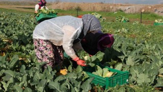 Efeler Belediyesinin karnabaharları hasat edildi