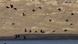 Elazığda su kuşu sayım çalışmaları