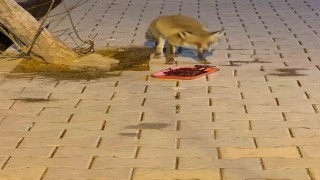 Elazığda aç kalan tilkiyi ciğerle beslediler