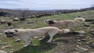 Elazığda avcılar bir kangalı telef edip birini de yaraladı