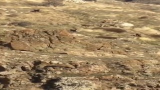 Elazığda dağ keçileri görüldü