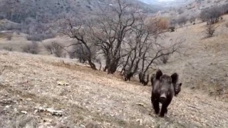 Elazığda domuz sürüleri görüntülendi