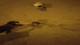 Elazığda kedinin fare ile oyunu kamerada