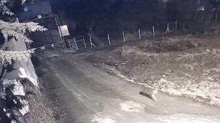 Elazığda yerleşim yerine inen kurtlar güvenlik kamerasına yansıdı