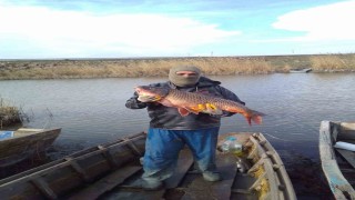 Enezde ağlara 18 kiloluk sazan balığı takıldı