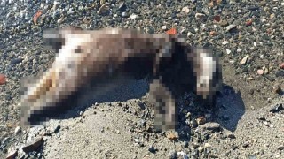 Erdekte sahile vuran ölü porsuk şaşırttı