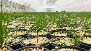 Erzurumda 2 milyondan fazla fidan üretildi
