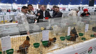 Farklı ırklardan bin 750 kanatlı hayvan ve süs tavuğu Ispartada