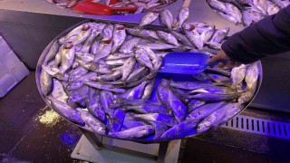 Eskişehir'de Fiyatı Düşen Çinekop'a Yoğun İlgi Gösteriliyor