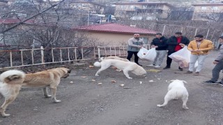 Gençlerden sokak hayvanları için seferberlik