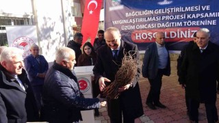 Gercüşte çiftçilere Amerikan asma fidesi dağıtıldı