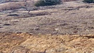 Gümüşhanede yaban keçileri sürü halinde görüntülendi