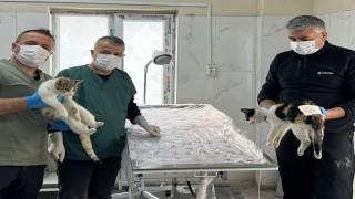 Hakkaride donma tehlikesi geçiren kediler kurtarıldı